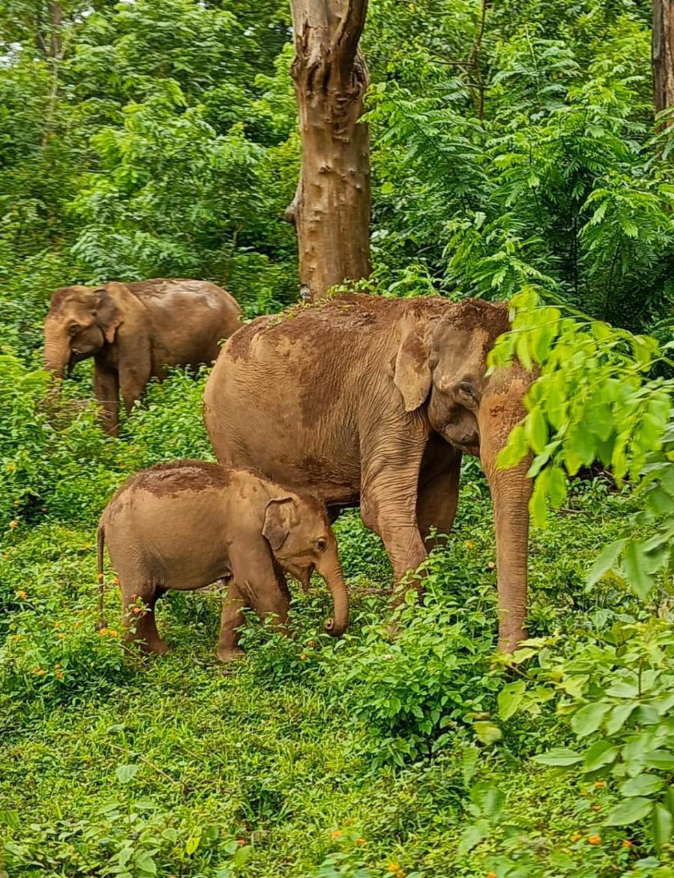 Kuruva Shoreline Wayanad Chegāt エクステリア 写真