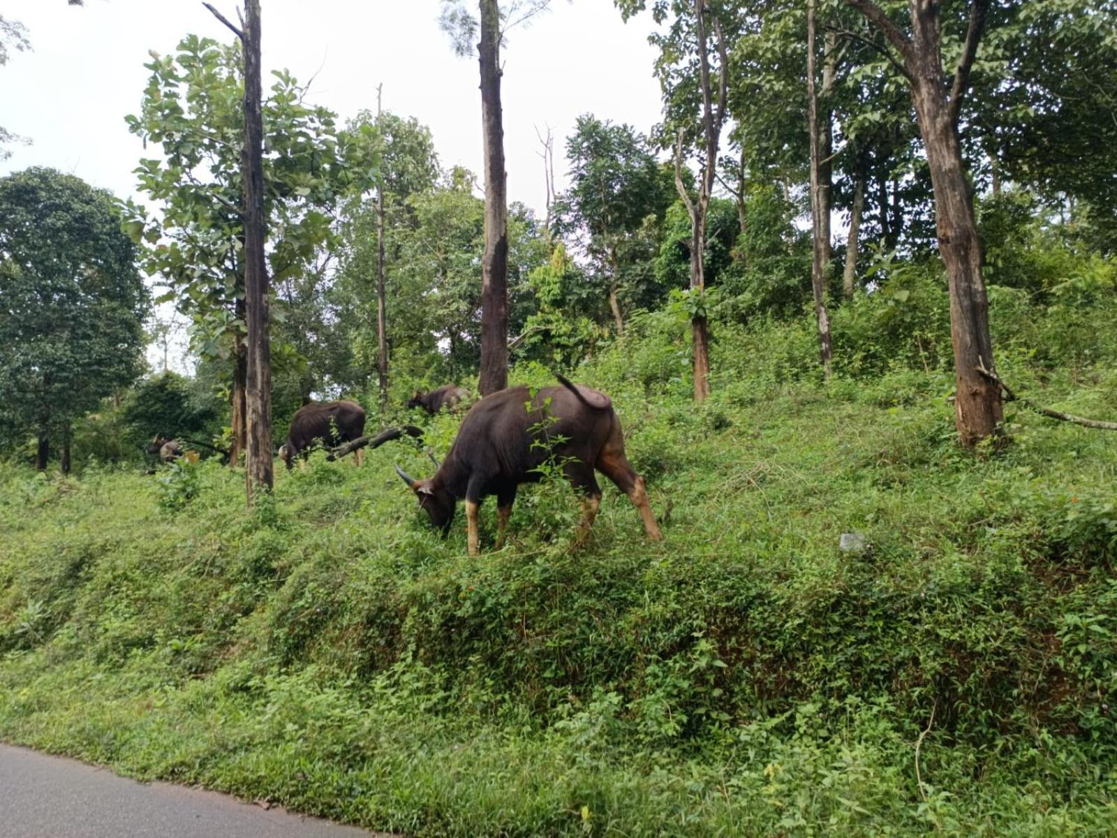 Kuruva Shoreline Wayanad Chegāt エクステリア 写真