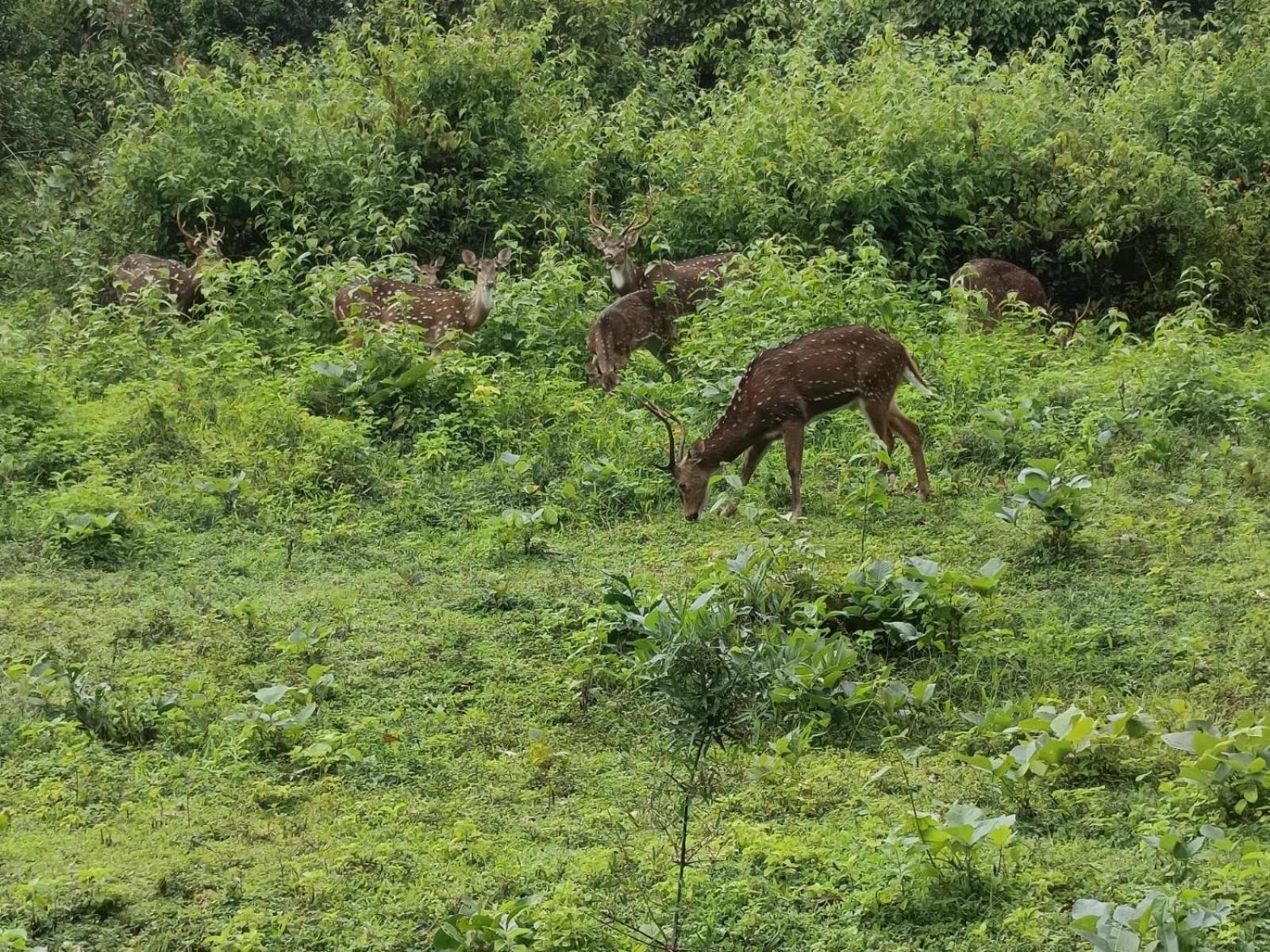 Kuruva Shoreline Wayanad Chegāt エクステリア 写真
