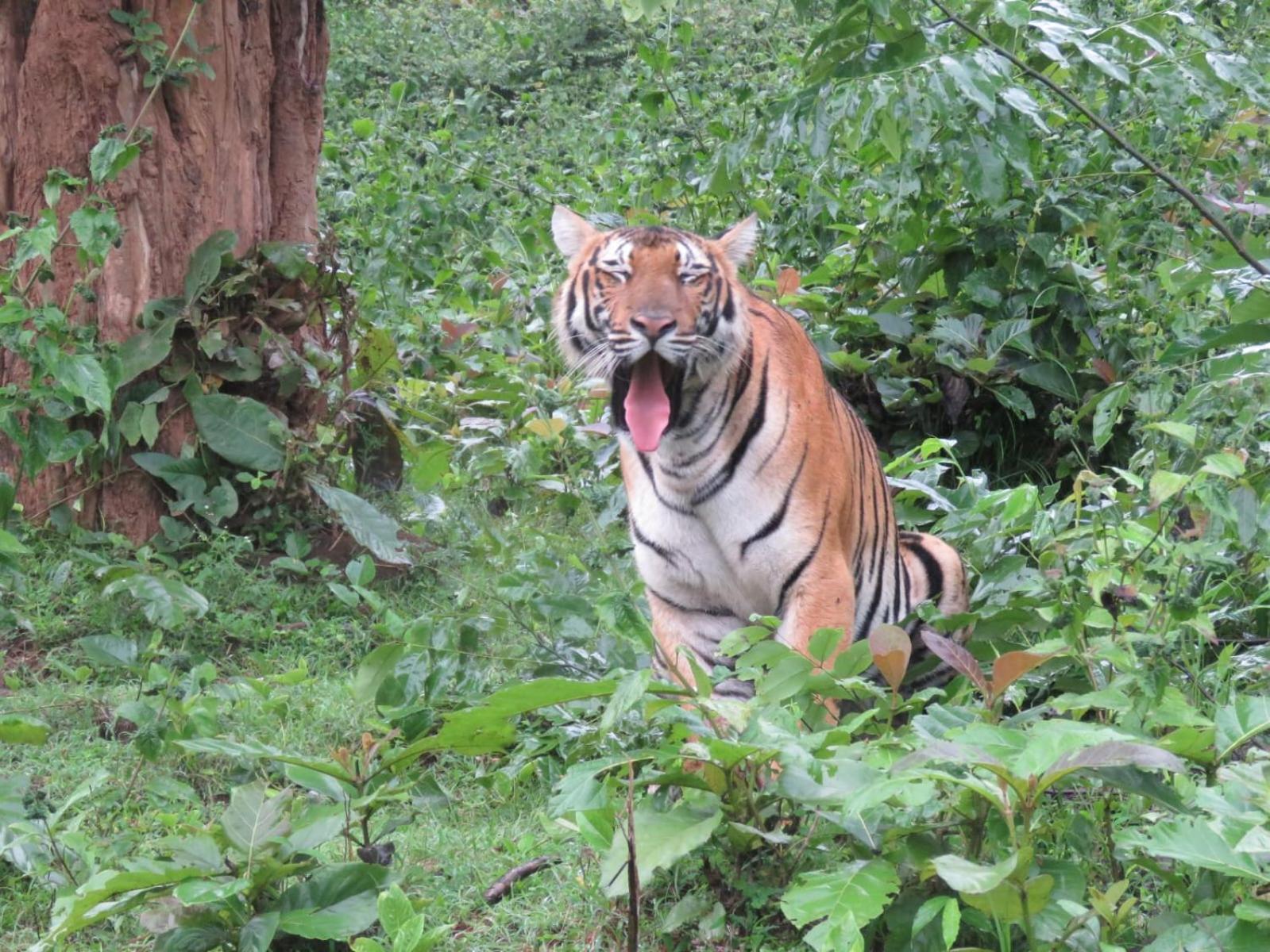 Kuruva Shoreline Wayanad Chegāt エクステリア 写真