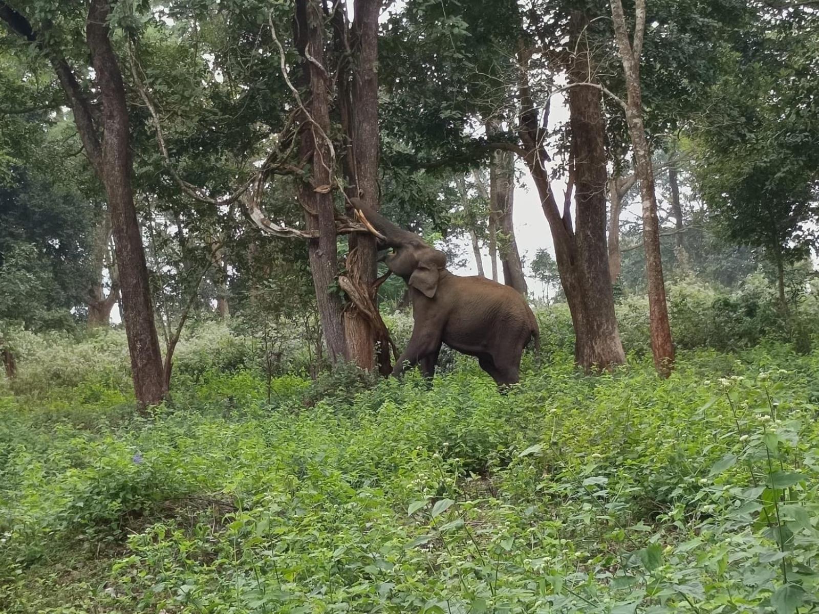 Kuruva Shoreline Wayanad Chegāt エクステリア 写真
